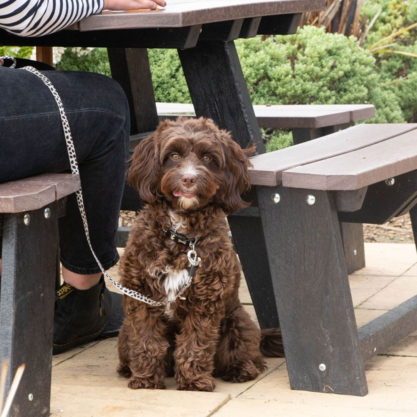 Your local dog friendly pub in Kirkham